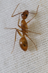 Camponotus festinatus