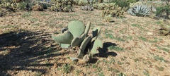 Opuntia basilaris basilaris