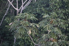 Cecropia sciadophylla