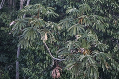 Cecropia sciadophylla