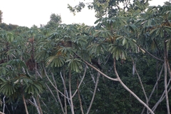 Cecropia sciadophylla
