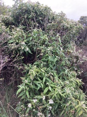 Olearia lirata