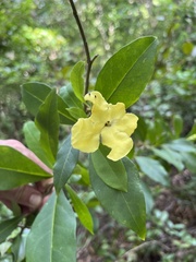 Brunfelsia americana