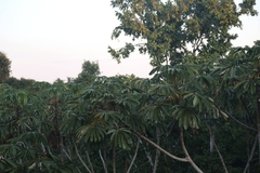 Cecropia sciadophylla
