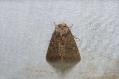 Trombidiformes