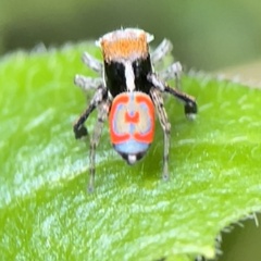 Maratus pavonis