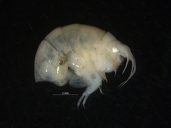 Orchomene