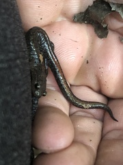 Plethodon angusticlavius