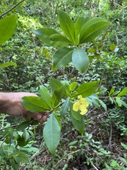 Brunfelsia americana