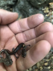 Plethodon angusticlavius