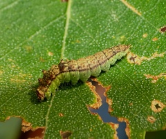 Drepana falcataria