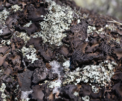 Umbilicaria muhlenbergii
