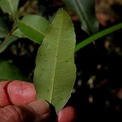 Notelaea venosa