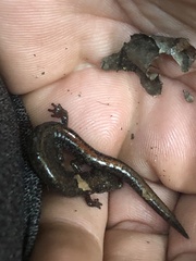 Plethodon angusticlavius