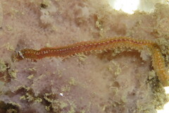 Eunicidae