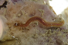 Eunicidae