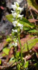 Spiranthes ochroleuca