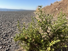 Dittrichia graveolens