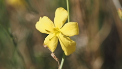 Menodora scabra glabrescens