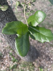 Quercus fusiformis