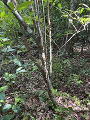 Brunfelsia americana