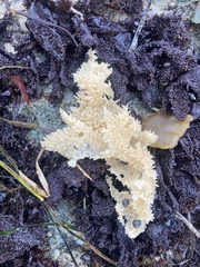 Chondracanthus exasperatus