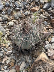 Echinocactus horizonthalonius