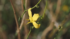Menodora scabra glabrescens