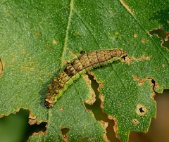 Drepana falcataria