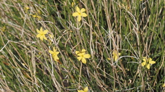 Menodora scabra glabrescens