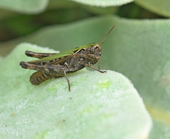 Omocestus haemorrhoidalis