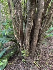 Coccoloba microstachya