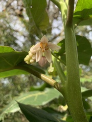 Solanum betaceum