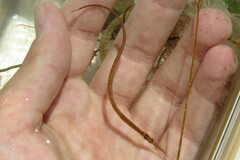 Syngnathus louisianae