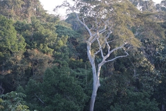 Ficus insipida