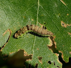 Drepana falcataria