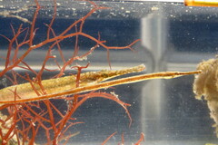 Syngnathus louisianae