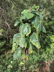 Solanum betaceum