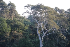 Ficus insipida