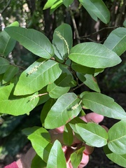 Coccoloba microstachya