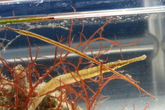 Syngnathus louisianae