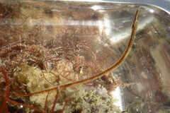 Syngnathus louisianae