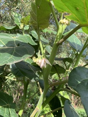 Solanum betaceum