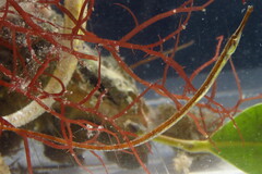 Syngnathus louisianae