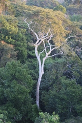 Ficus insipida