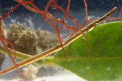 Syngnathus louisianae