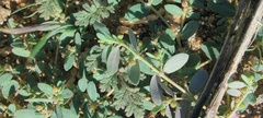 Euphorbia abramsiana