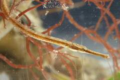 Syngnathus louisianae