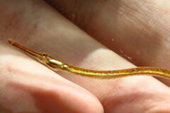Syngnathus louisianae