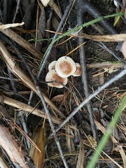 Pholiota spumosa
